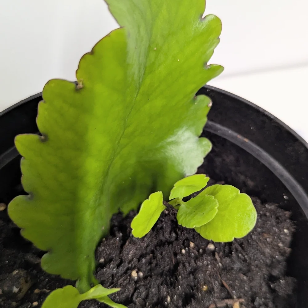 Kalanchoe Pinnata Leaves To Grow Organic Plants..Reptile Habitat Accessory