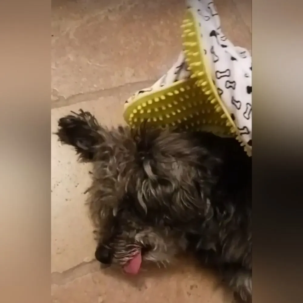 Unknown pet grooming