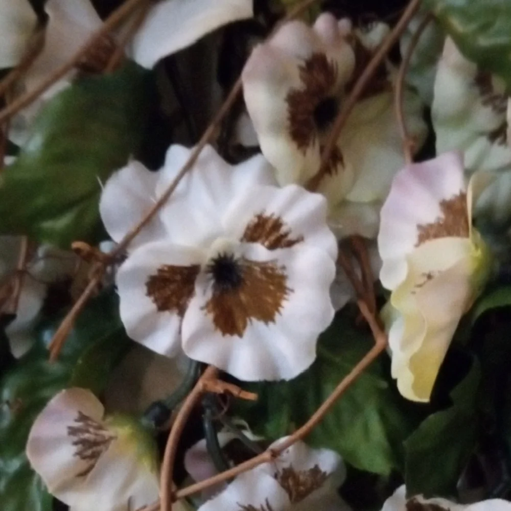 N/A these pansy