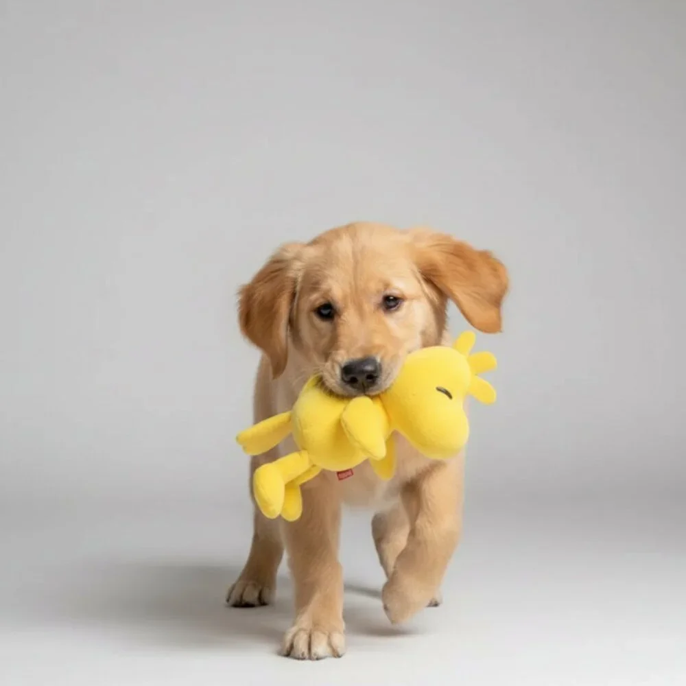 Fetch bring dose