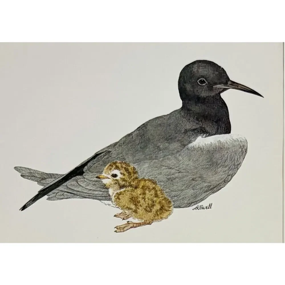 Vtg LK Powell North American Ecology Cards & Envelopes Set 5 Bird Illustration
