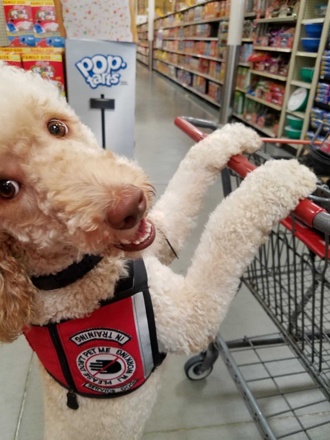 Donate - My Service Dog